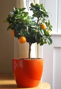 Магические растения_Апельсиновое дерево