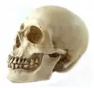 Человеческий череп 