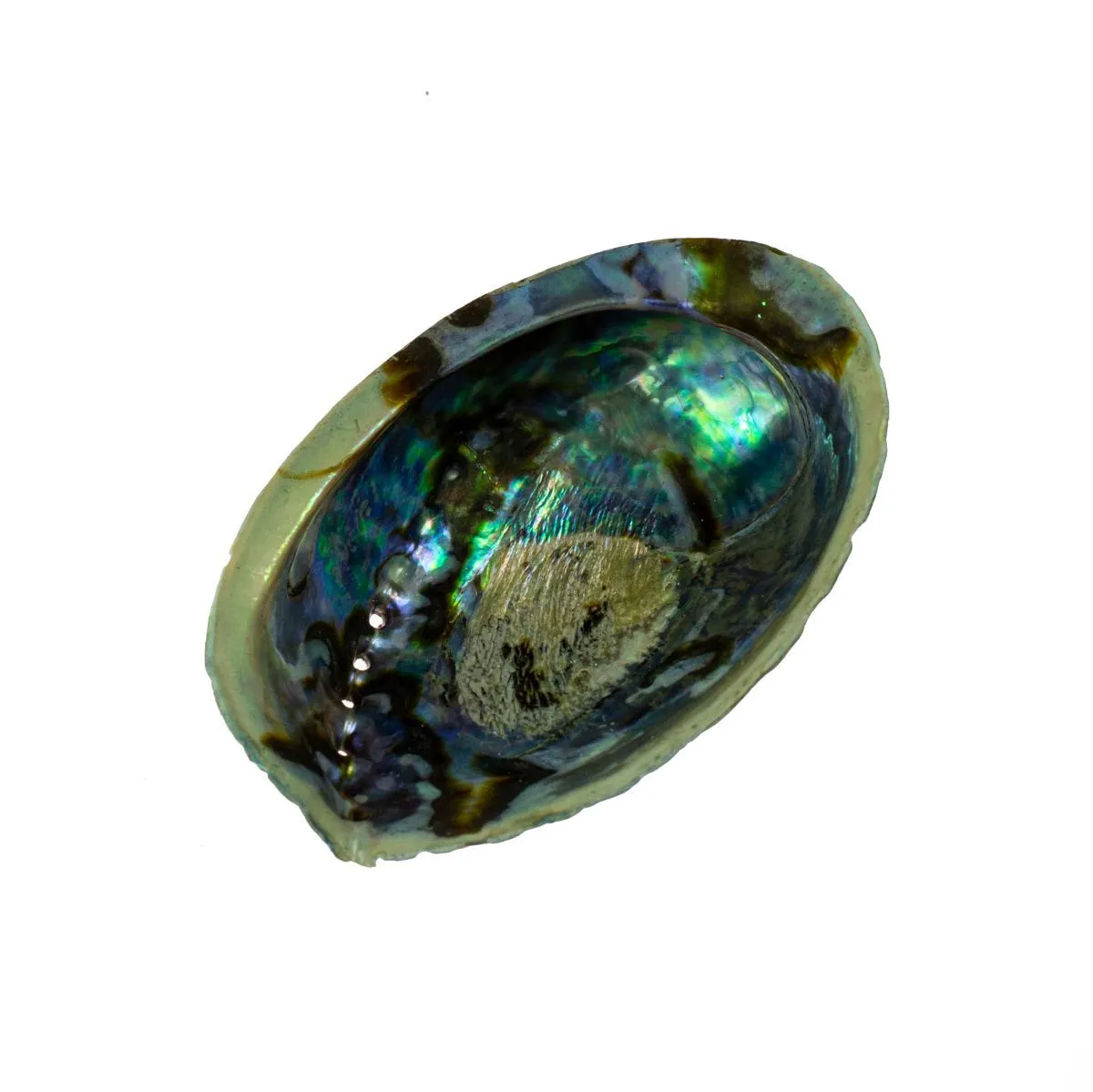 Раковина халиотиса (абалона) для окуривания, средняя