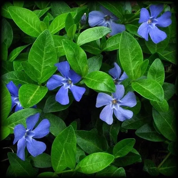 Барвинок (пакет 10 гр.)