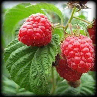 Малина лесная (пакет 10 гр.)