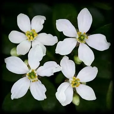 Эфирное масло "Нероли" 10 мл.