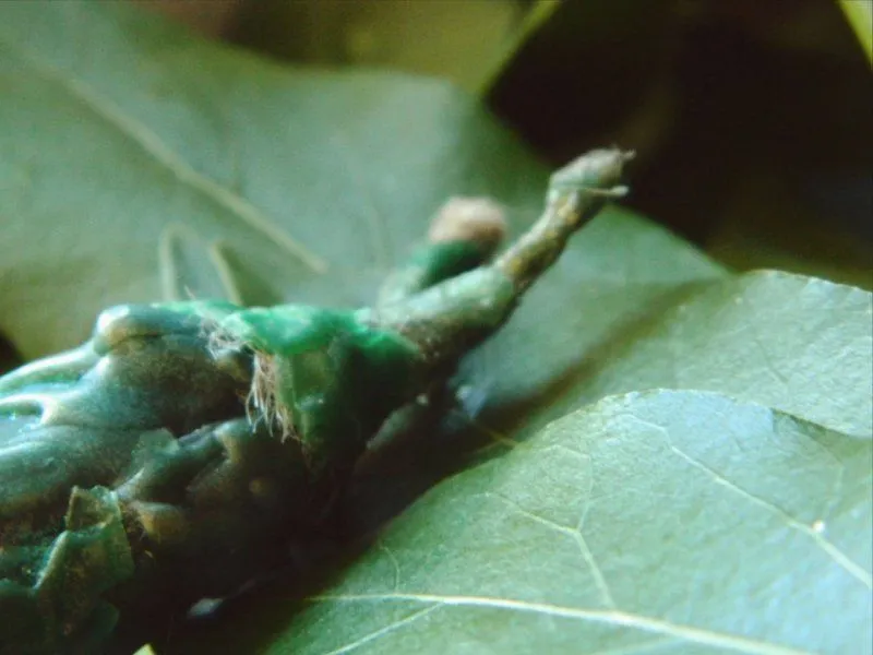 Змеиная свеча-маканка