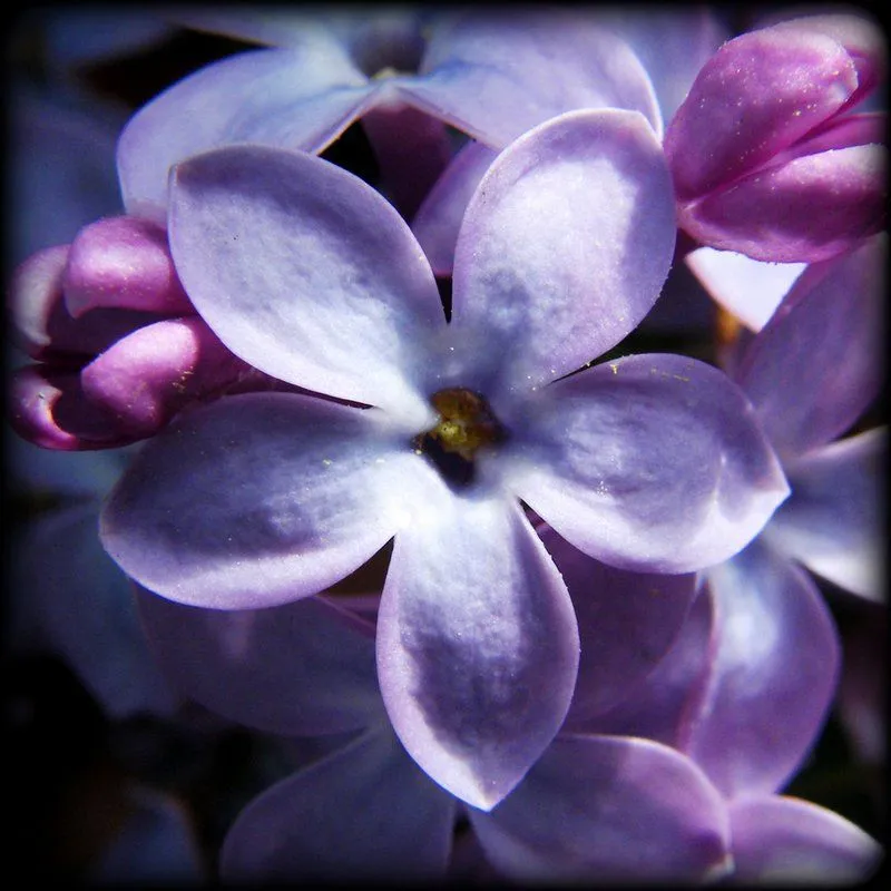 Сирень (пакет 20 гр.)