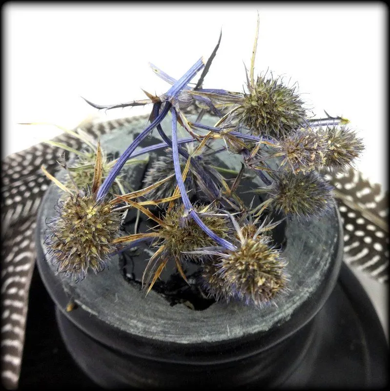 Синеголовник (пакет 10 гр)