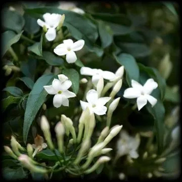 Эфирное масло "Жасмин" 10 мл.