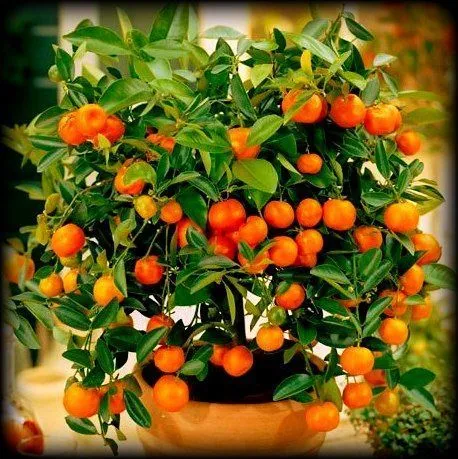 Эфирное масло "Мандарин" 10 мл.