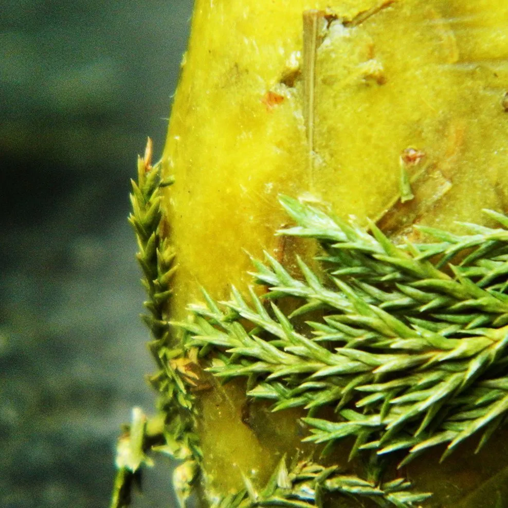 Конусная свеча-малышка "Защитная"