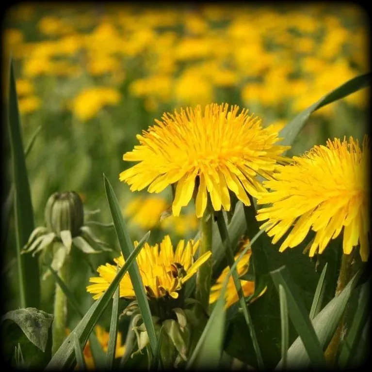 Одуванчик (пакет 10 гр)