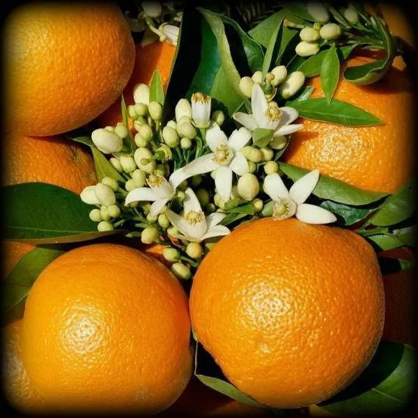 Эфирное масло "Апельсин" 10 мл.