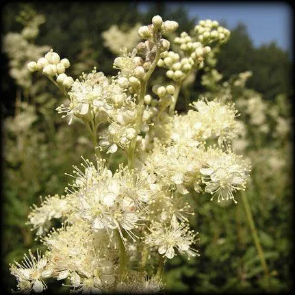 Таволга (пакет 35 гр)