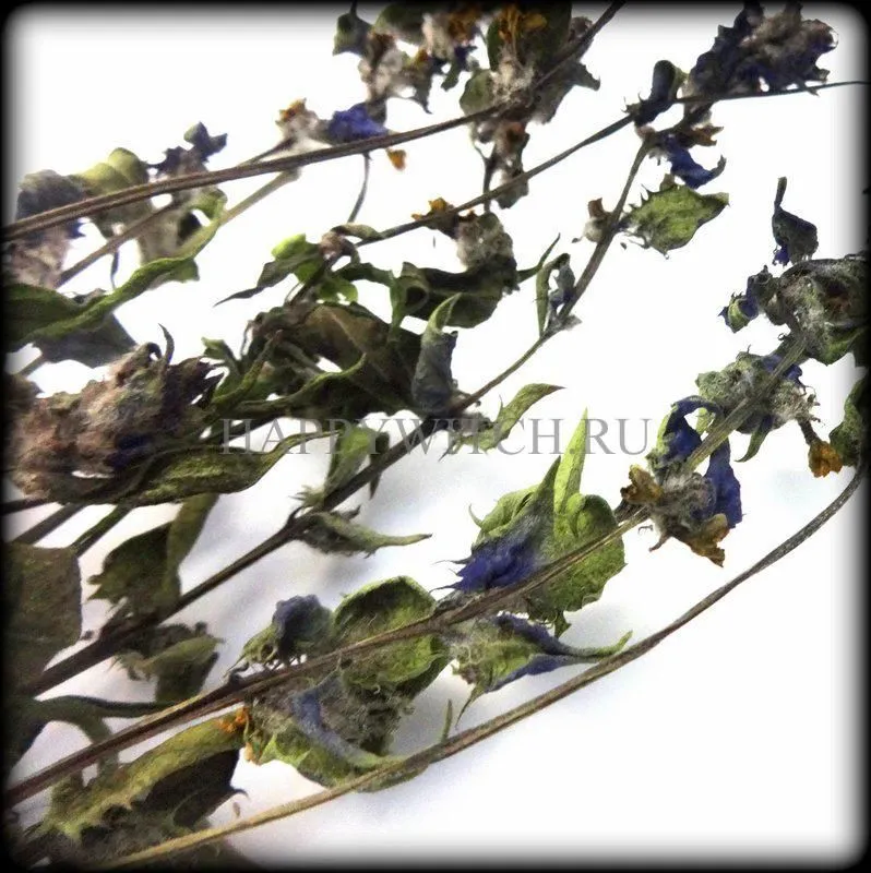 Марьянник (вязанка)