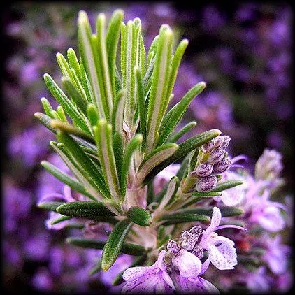 Эфирное масло "Розмарин" 10 мл.