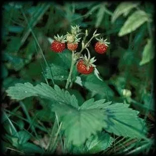 Земляника (пакет 20 гр.)