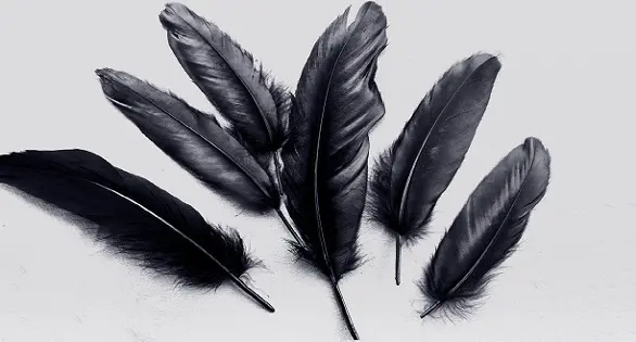 Черное перо птицы: как правильно его использовать в магических целях