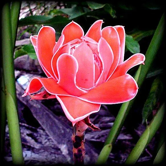 Эфирное масло "Имбирь" 10 мл.