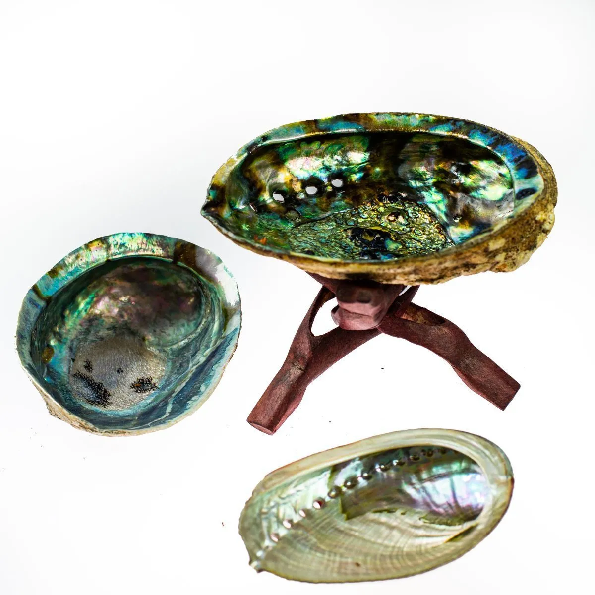 Раковина халиотиса (абалона) для окуривания, средняя