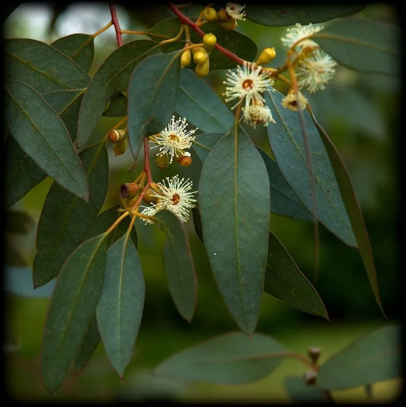 Эфирное масло "Эвкалипт" 10 мл.