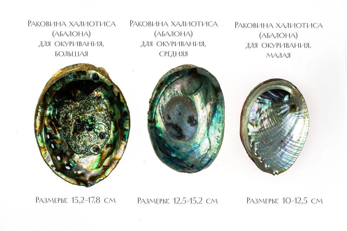 Раковина халиотиса (абалона) для окуривания, средняя