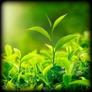 Эфирное масло "Чайное дерево" 10 мл.