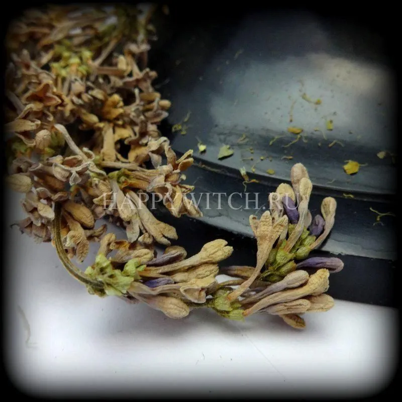 Сирень (пакет 20 гр.)