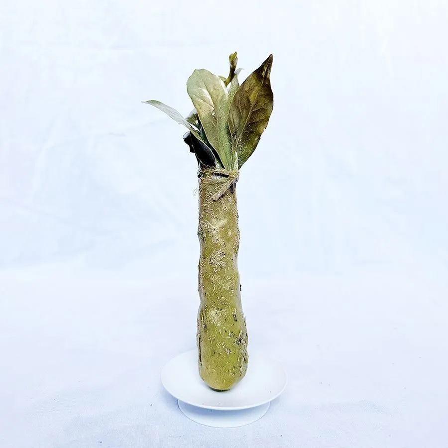 Катаная живая свеча "Золотая" с лавром