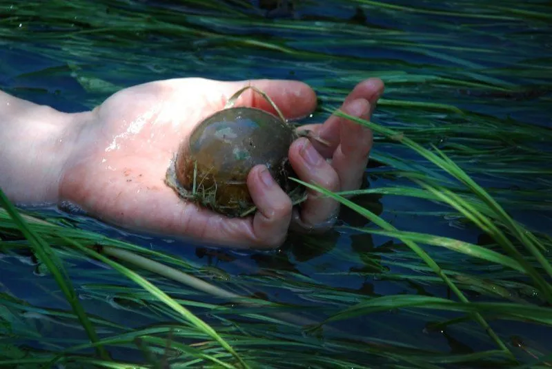 Мыло с минералами "Тина"
