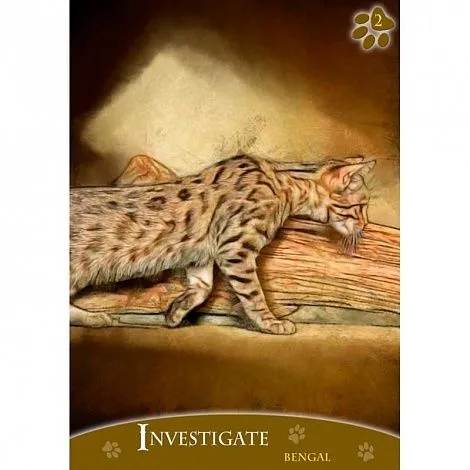 Кошачий Оракул