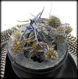 Синеголовник (пакет 10 гр)