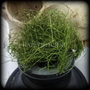 Хвощ (пакет 10 гр)