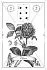 Victorian Lenormand (Викторианский оракул Ленорман)