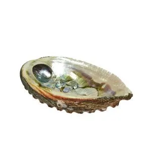Раковина халиотиса (абалона) для окуривания, малая