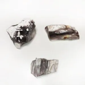 Окаменелое дерево