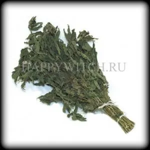 Пучок крапивы фото