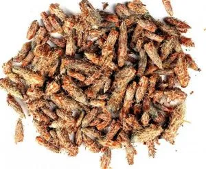 Сосновая почка (35 гр)