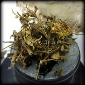 Зверобой (пакет 20 гр.) фото