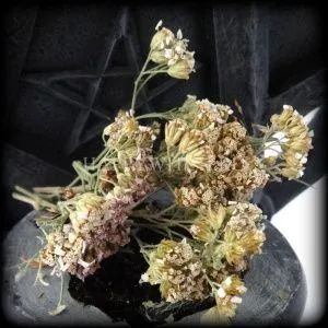 Тысячелистник (пакет 40 гр) фото