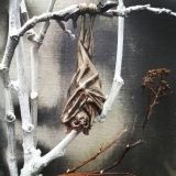 Брошь &quot;Летучая мышь&quot;