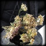 Тысячелистник (пакет 40 гр)