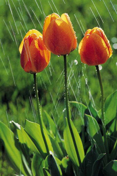 Tulips_in_the_rain.jpg Tulips_in_the_rain.jpg