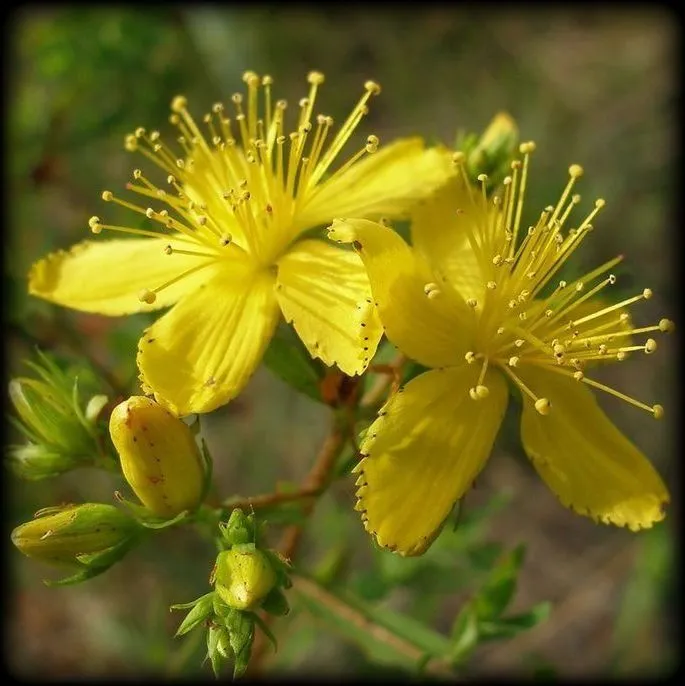 Зверобой (пакет 20 гр.)