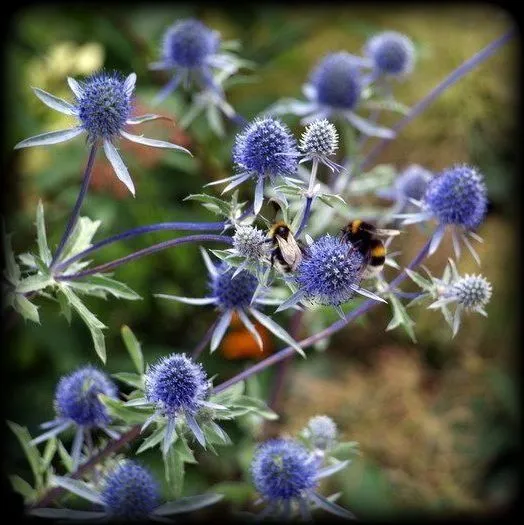 Синеголовник (пакет 10 гр)