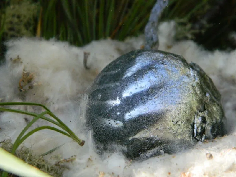 Cвеча "Яйцо гидры", травяная