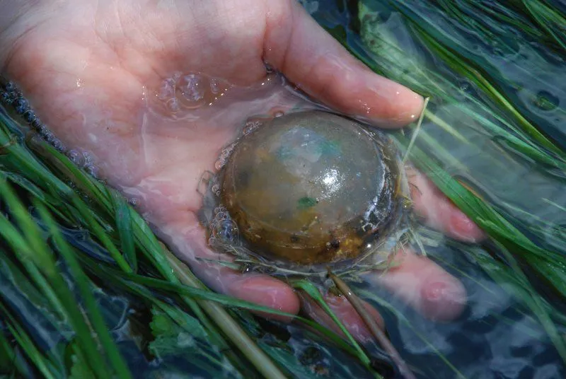 Мыло с минералами "Тина"