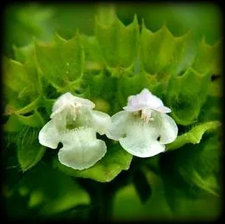 Эфирное масло "Мелисса" 10 мл.