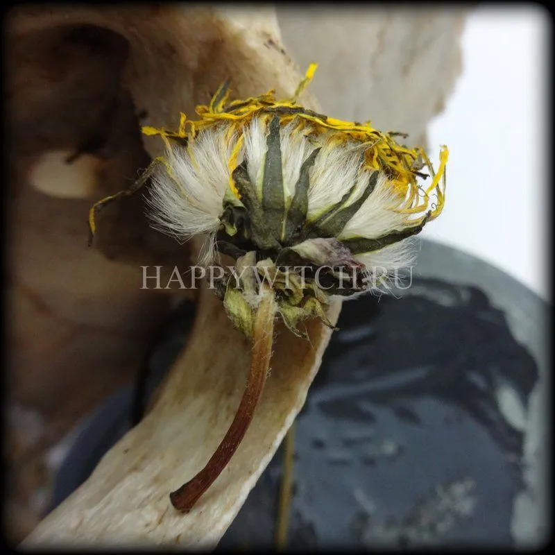 Одуванчик (пакет 10 гр)