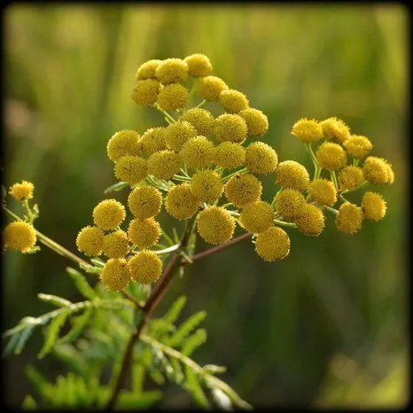 Пижма (пакет 25 гр)