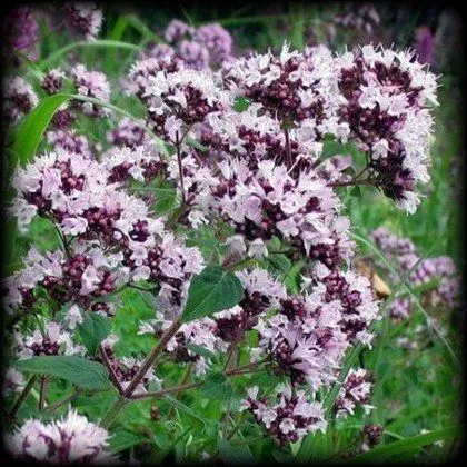 Душица (пакет 20 гр.)